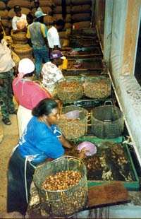 Nutmeg Factory in Grenada